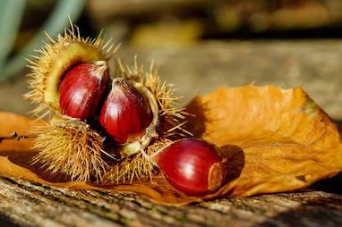 رایحه شاه‌بلوط (Chestnut)