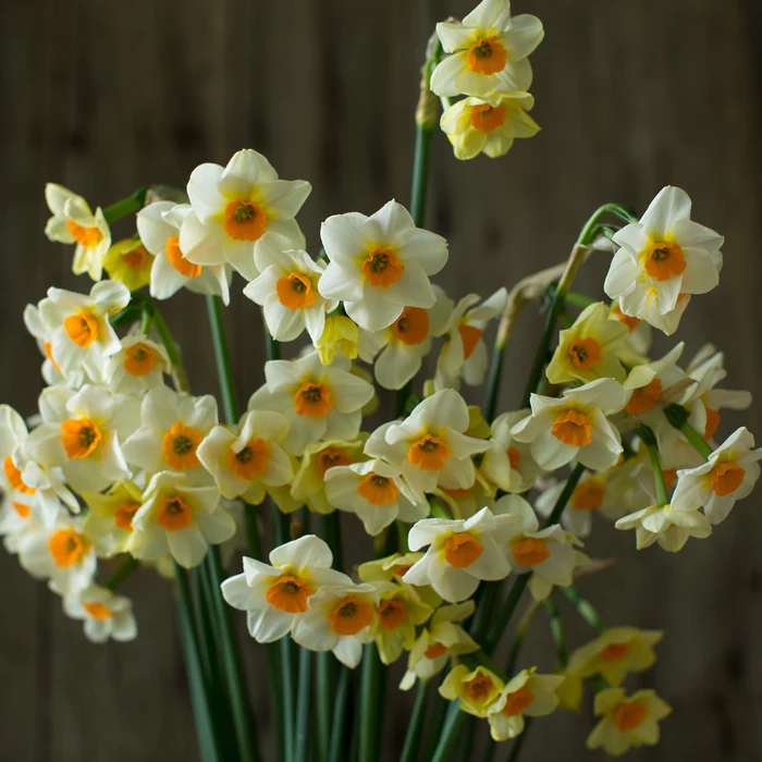 رایحه گل نرگس (Narcissus)