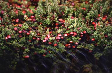 رایحه کرانبری (Cranberry)