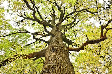 رایحه چوب بلوط (Oak)