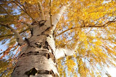 رایحه چوب درخت توس (Birch)
