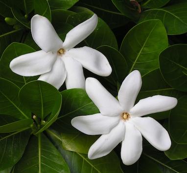 رایحه گل تیارِه (Tiaré Flower)