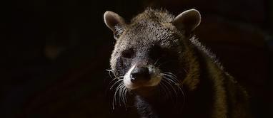 سیوت کلمنتین (Civet)